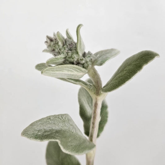 Fresh Cut Flowers at Floristika