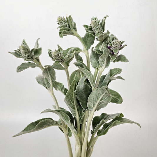 Fresh Cut Flowers at Floristika