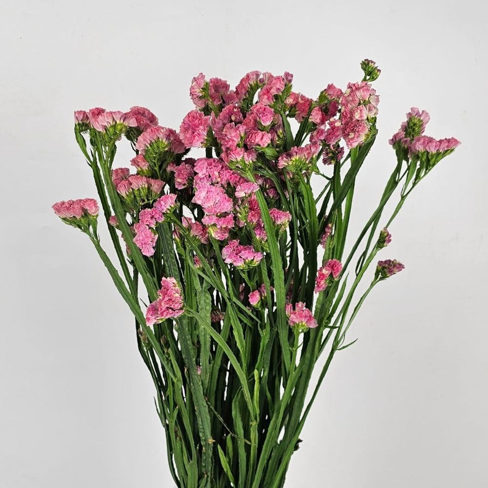 Statice - Pink