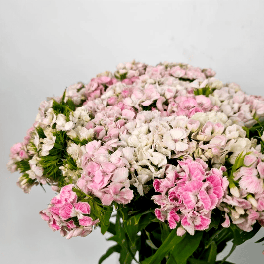 Fresh Cut Flowers at Floristika