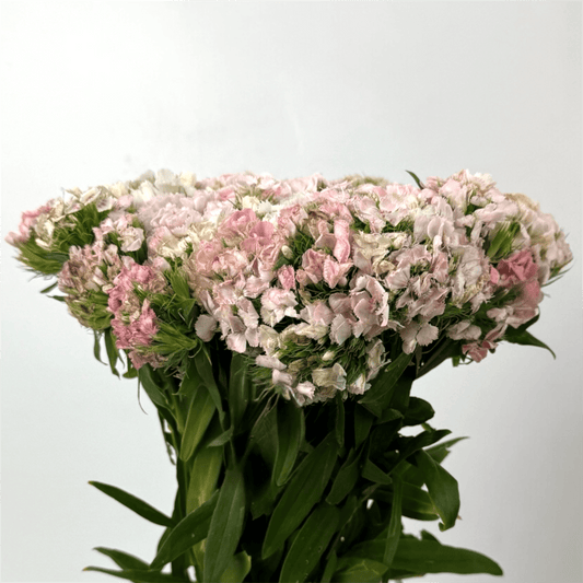 Fresh Cut Flowers at Floristika