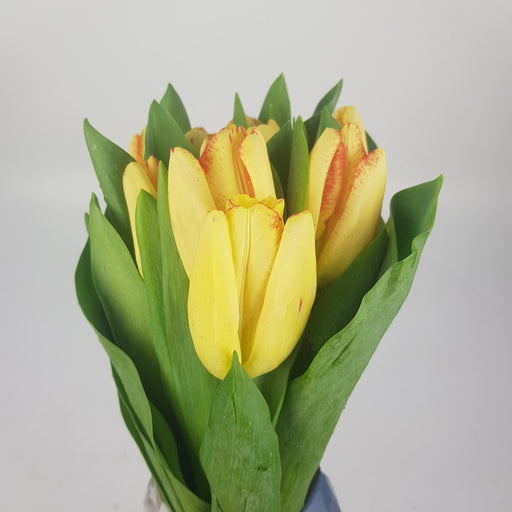 Tulip (Imported) - 2 Tone Yellow
