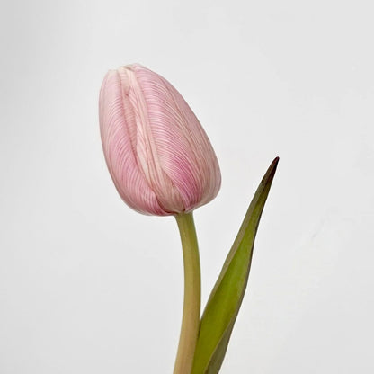 Fresh Cut Flower at Floristika