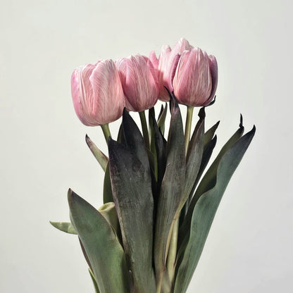 Fresh Cut Flowers at Floristika