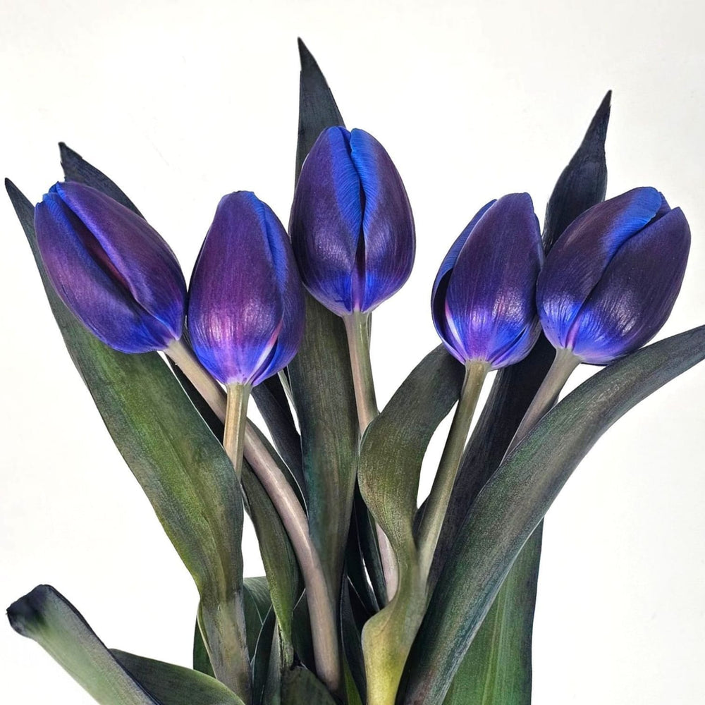 Tulip Dyed Colour - Midnight Blue [5 Stems]