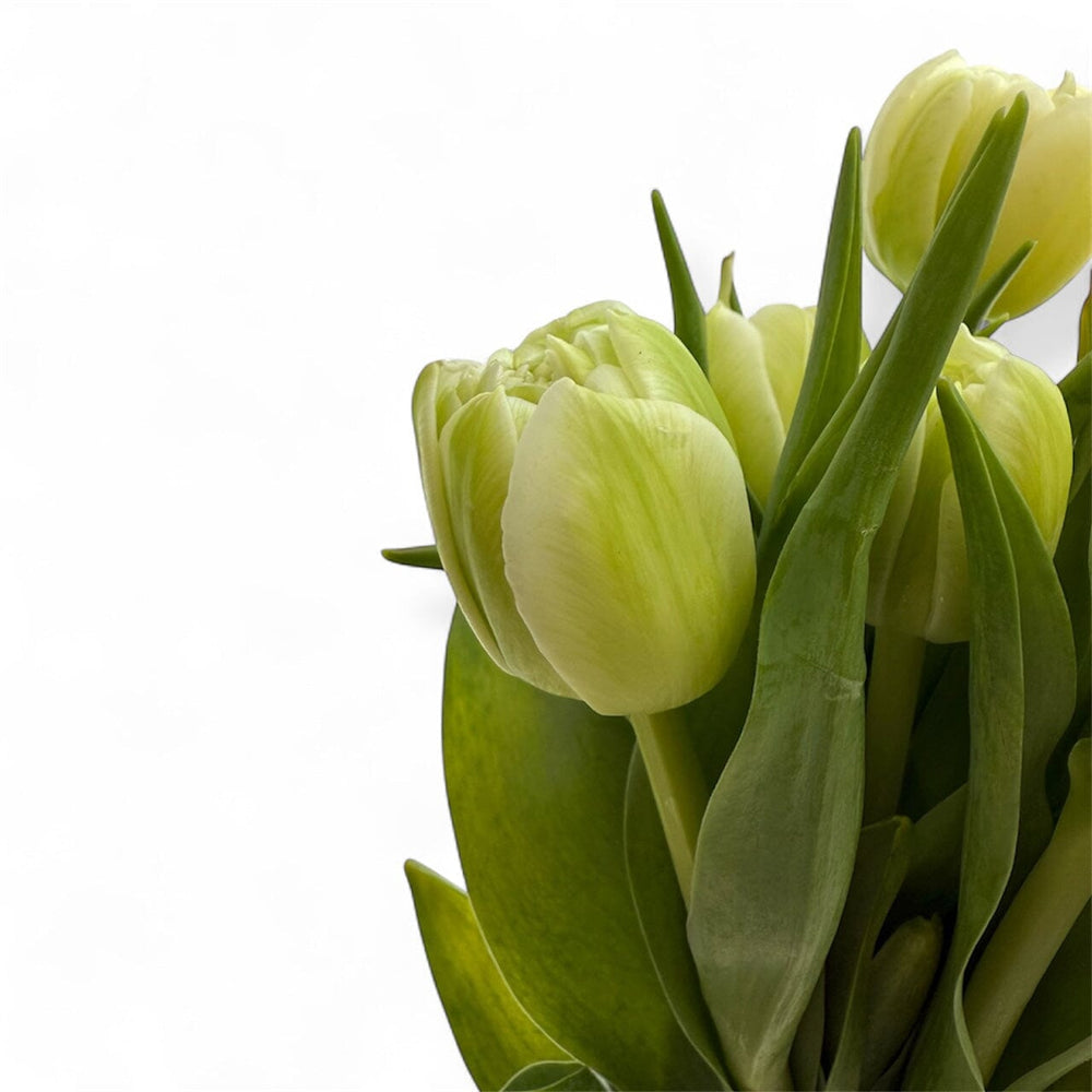 Tulip Mix [10 stem] - Green