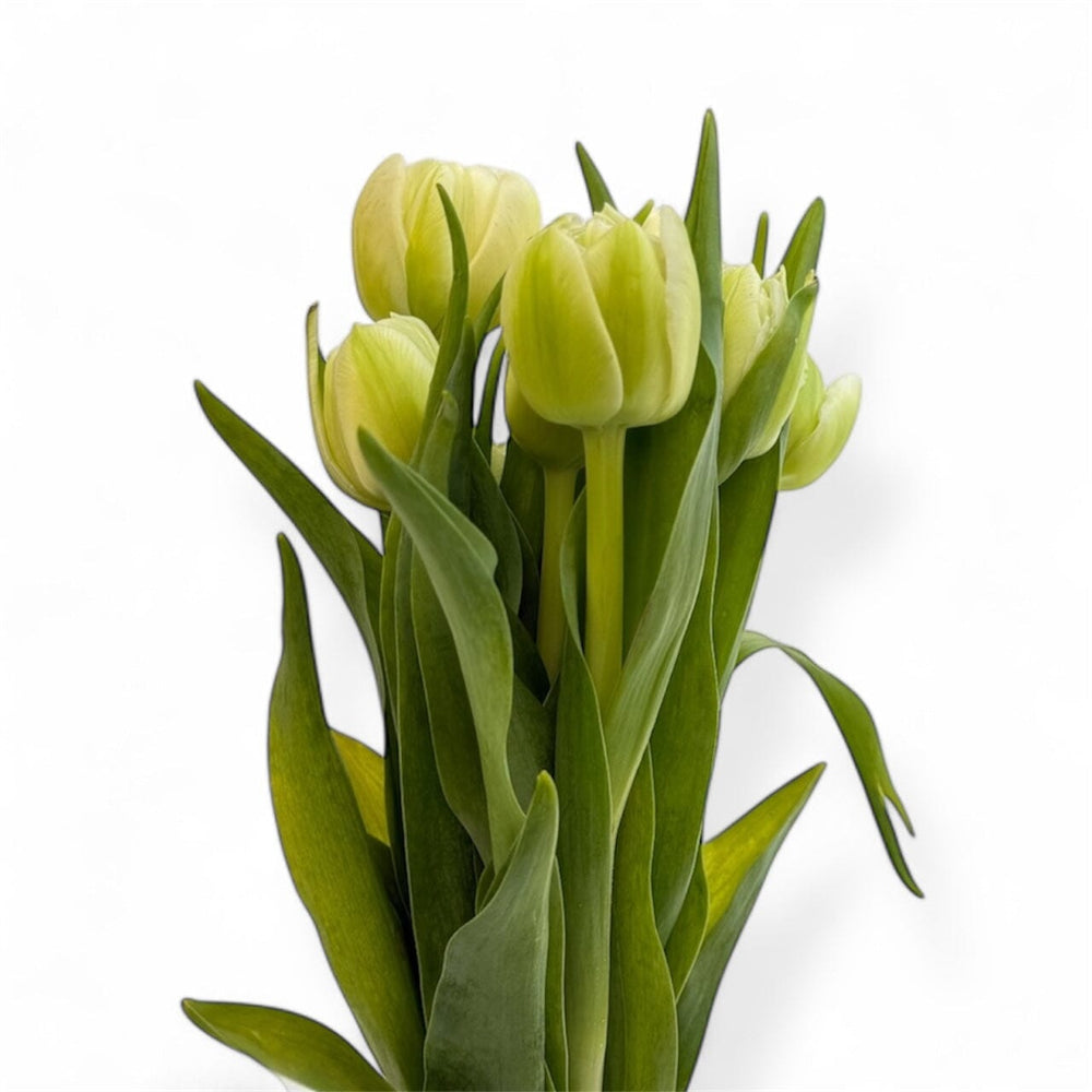 Tulip Mix [10 stem] - Green