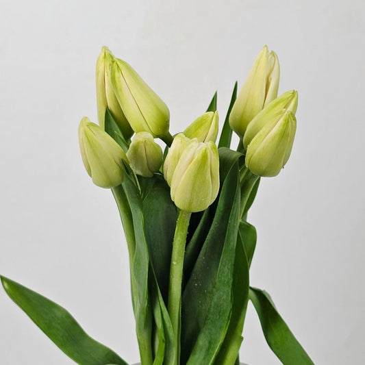 Fresh Cut Flowers at Floristika