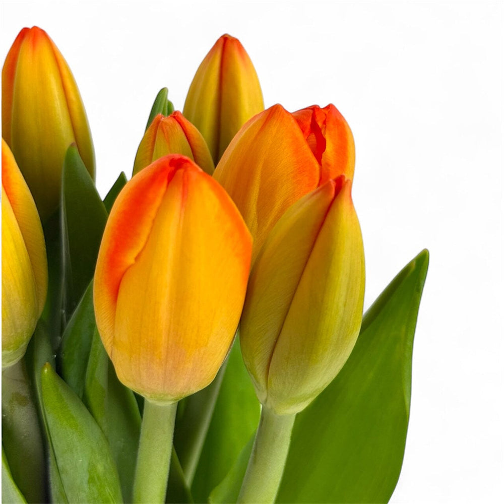 Tulip - Orange