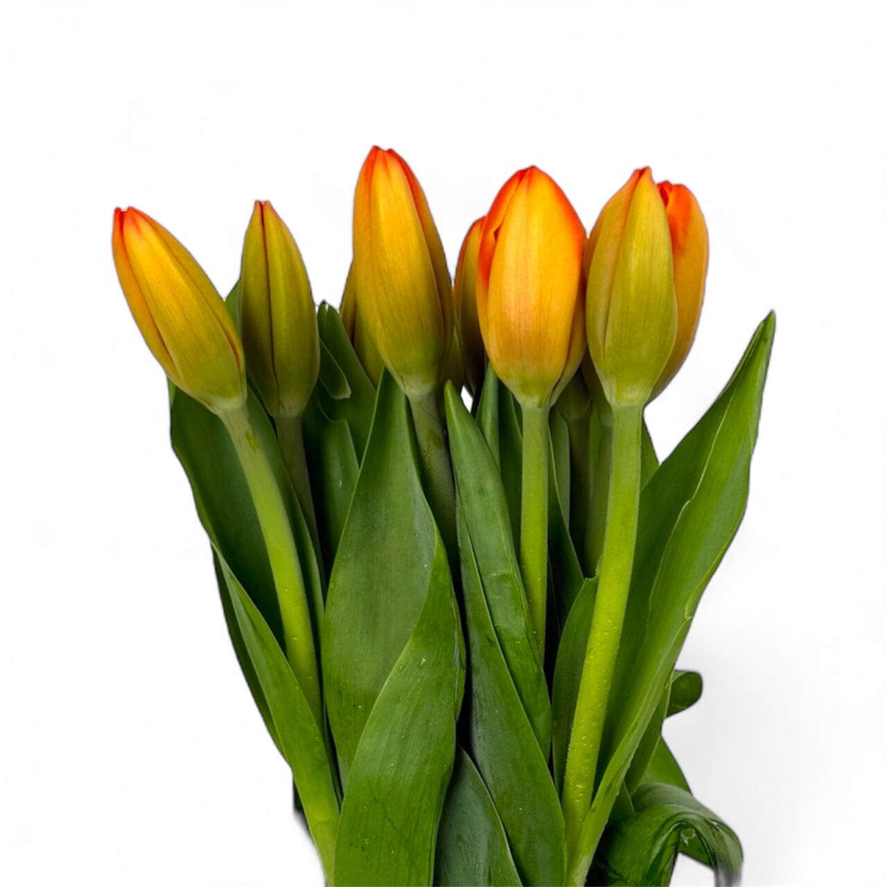 Fresh Cut Flowers at Floristika