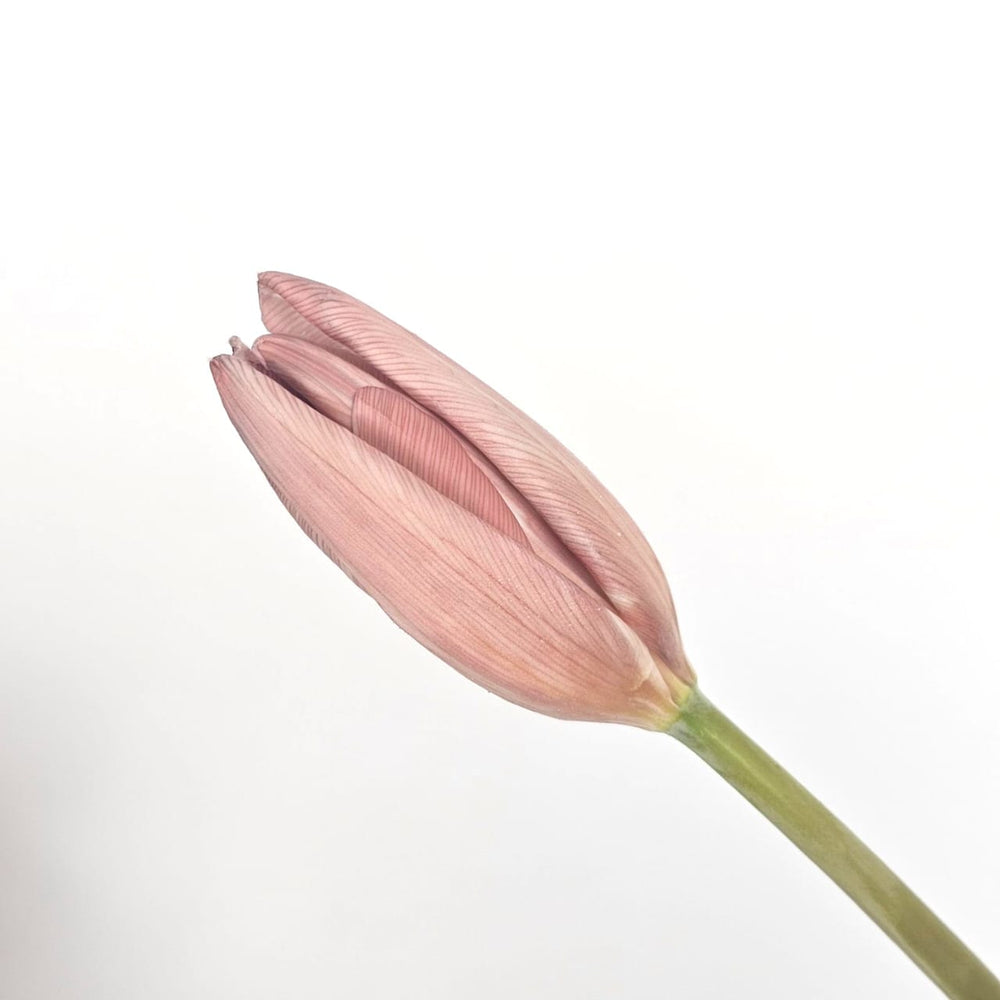 Tulip Mix - Pink
