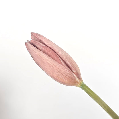 Fresh Cut Flowers at Floristika