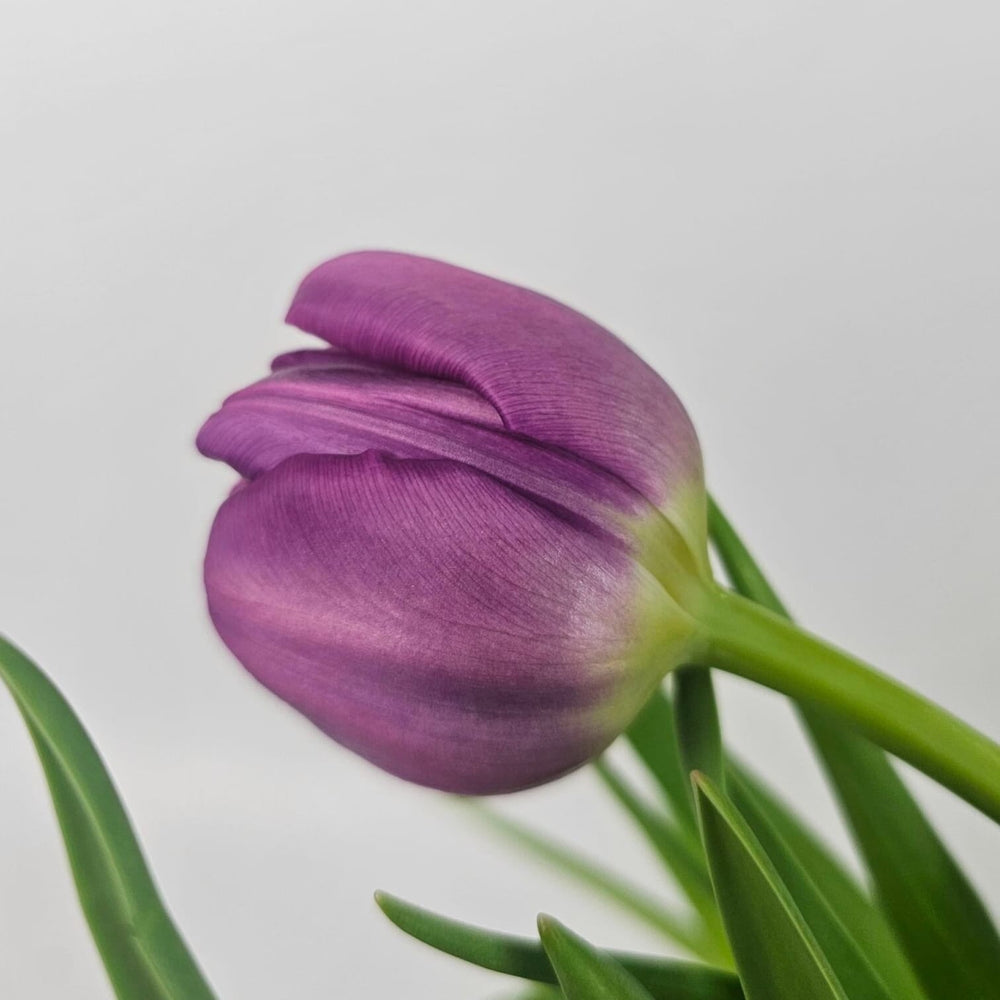 Tulip Double Petals - Purple