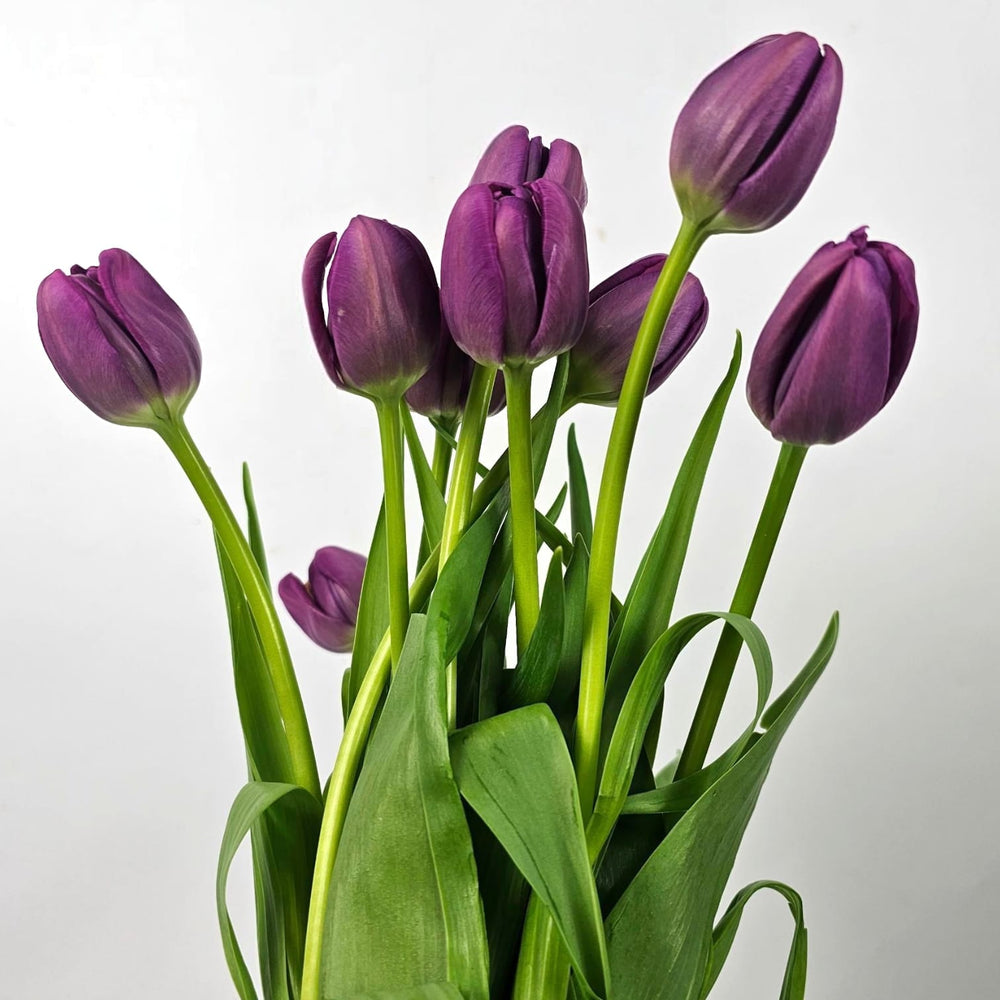 Tulip Double Petals - Purple