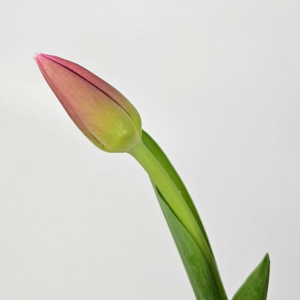 Tulip - Red Mark