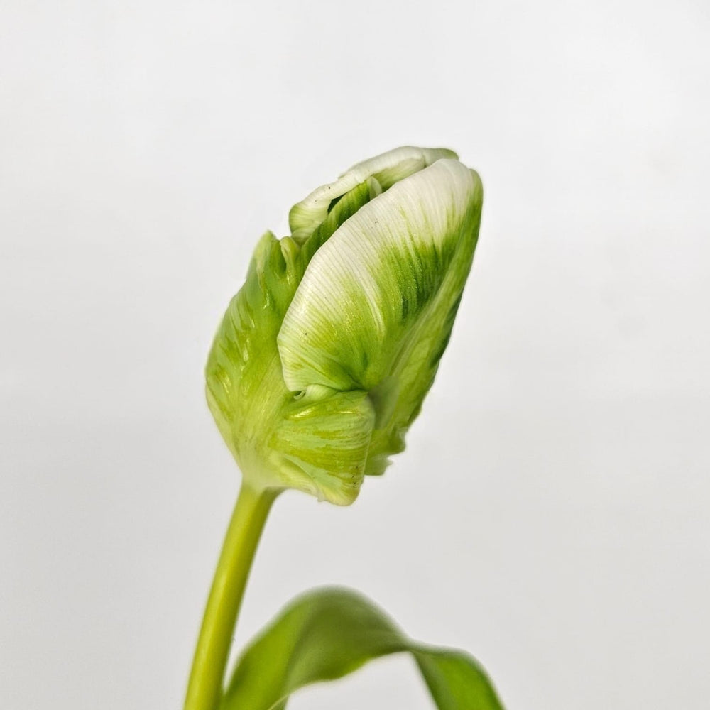 Tulip Mix ((Textured) Green)