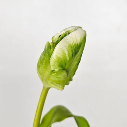 Fresh Cut Flowers at Floristika