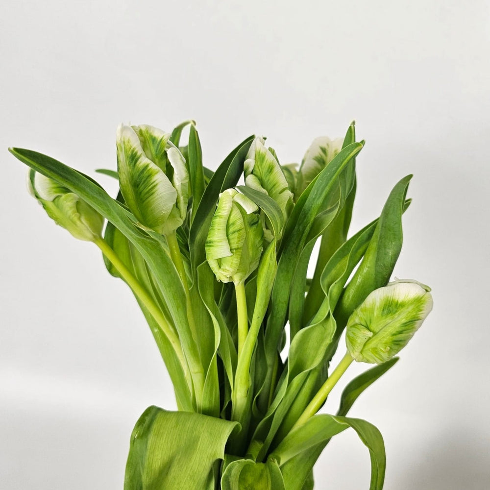 Tulip Mix ((Textured) Green)