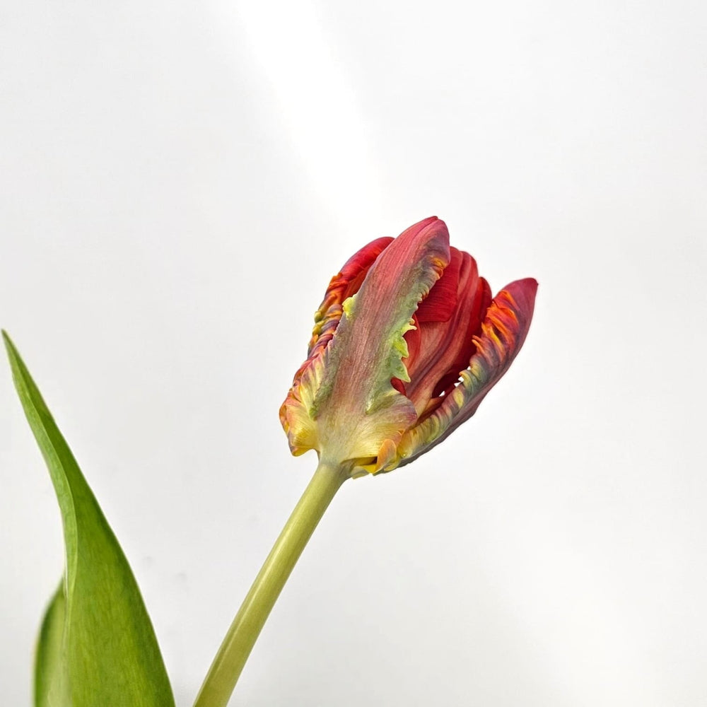 Tulip Parrot - Red