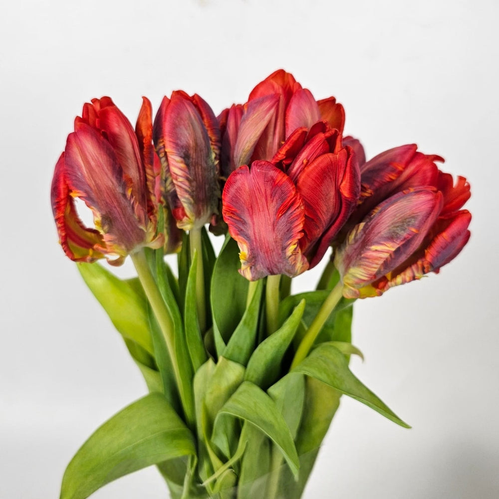 Tulip Parrot - Red