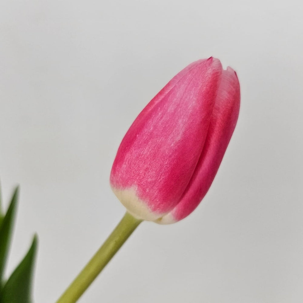 Tulip - 2 Tone White/Pink