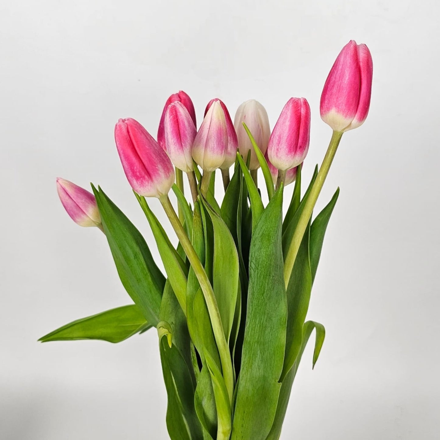 Fresh Cut Flowers at Floristika