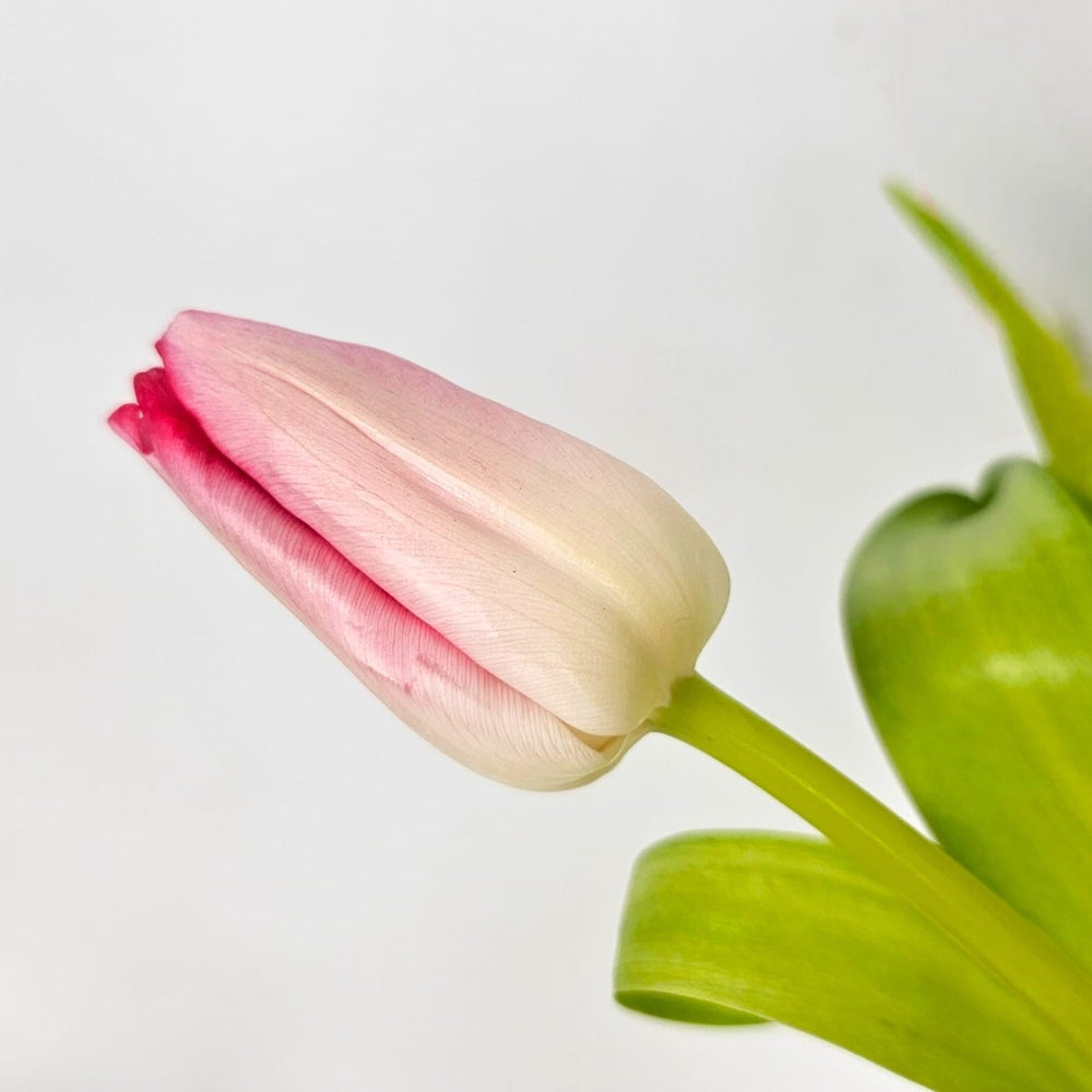 Tulip Mix (Two Tone White and Light Pink)
