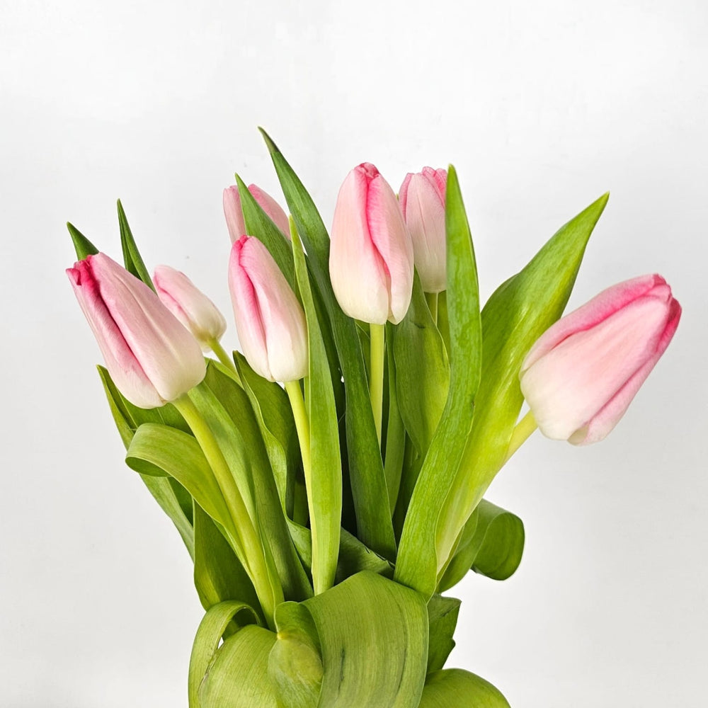 Tulip Mix (Two Tone White and Light Pink)