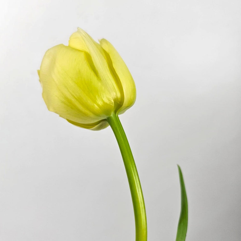Tulip Double Petals - Yellow