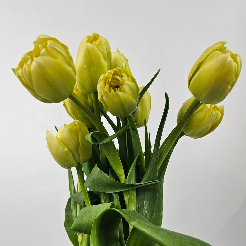 Tulip Double Petals - Yellow