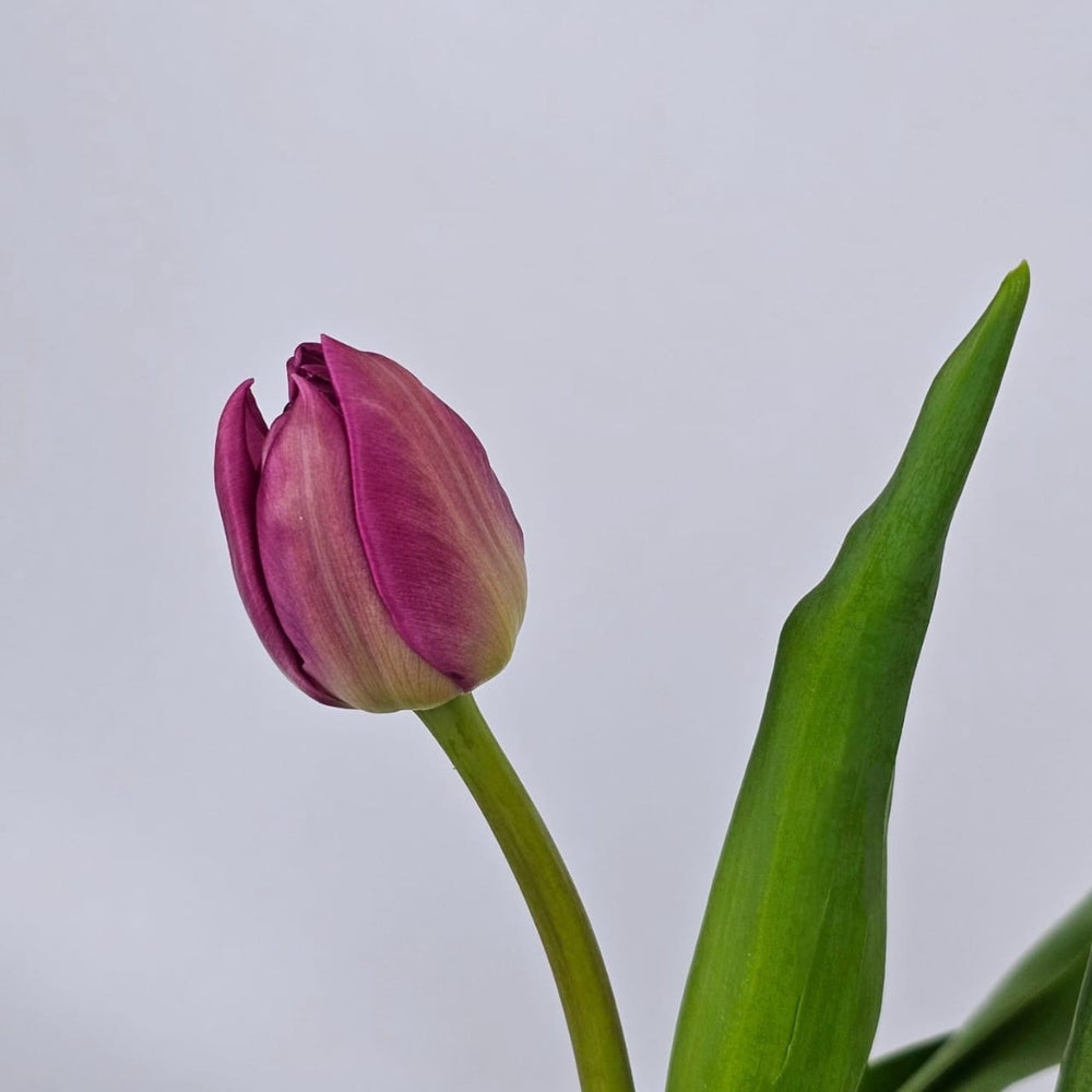 Tulip Mix - Purple