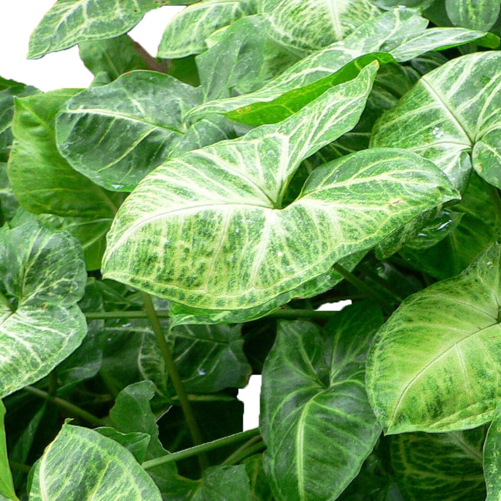Syngonium Green (P85)