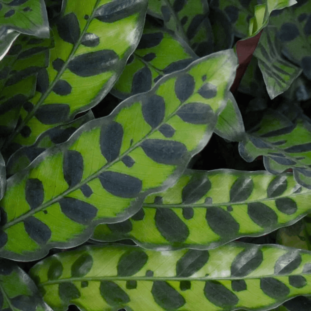 Calathea Lacifolia 110 (Hydroponic Pot)