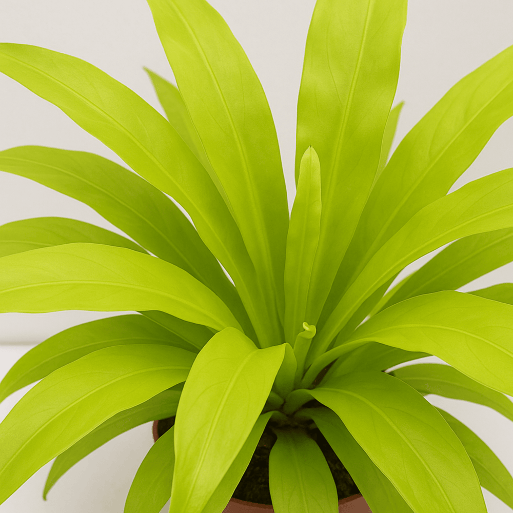 Pot Asplenium Antiqum S  Green