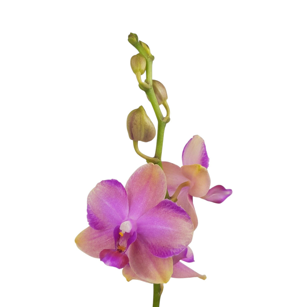 Phalaenopsis Mini Double Stem - Light Purple (Without Pot)