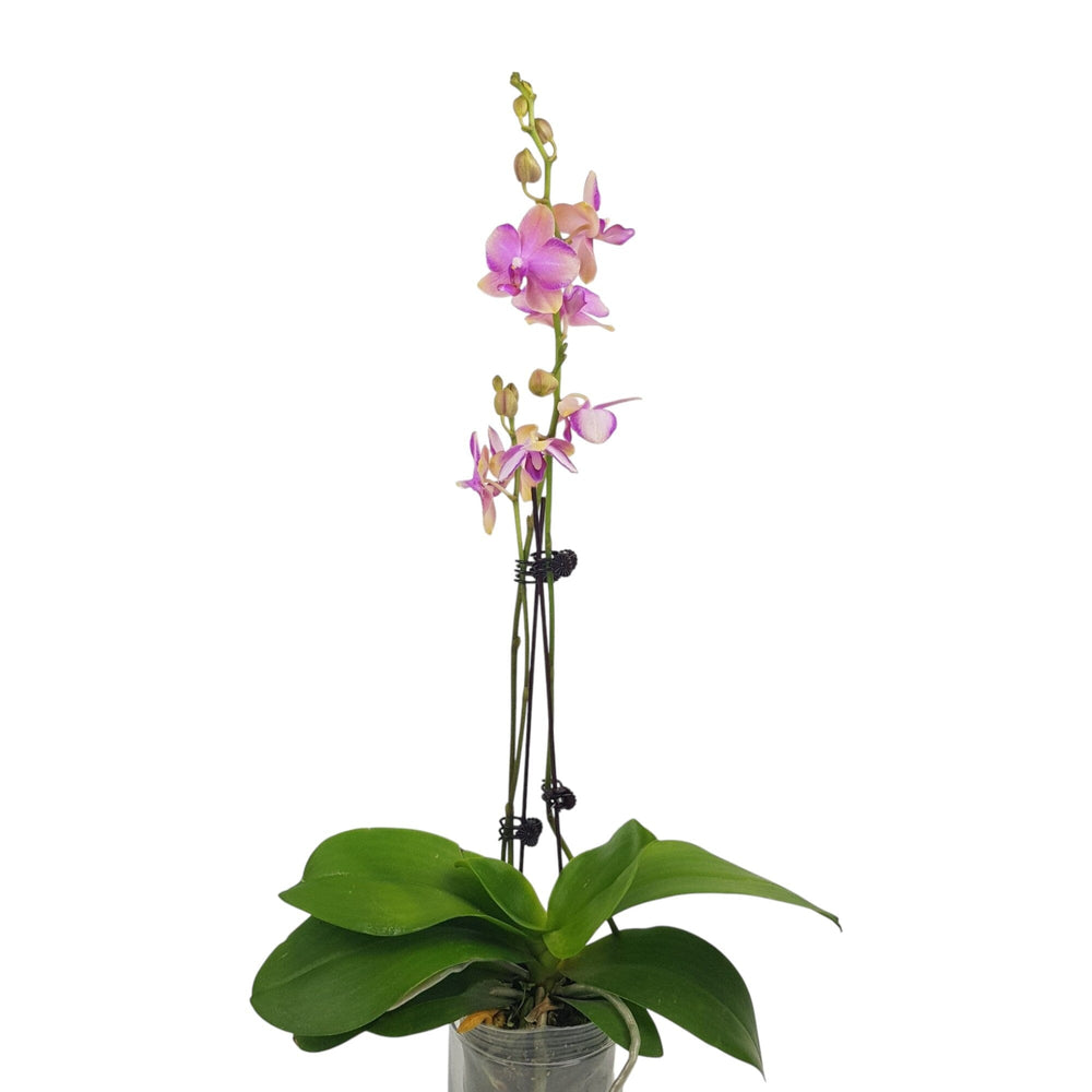 Phalaenopsis Mini Double Stem - Light Purple (Without Pot)