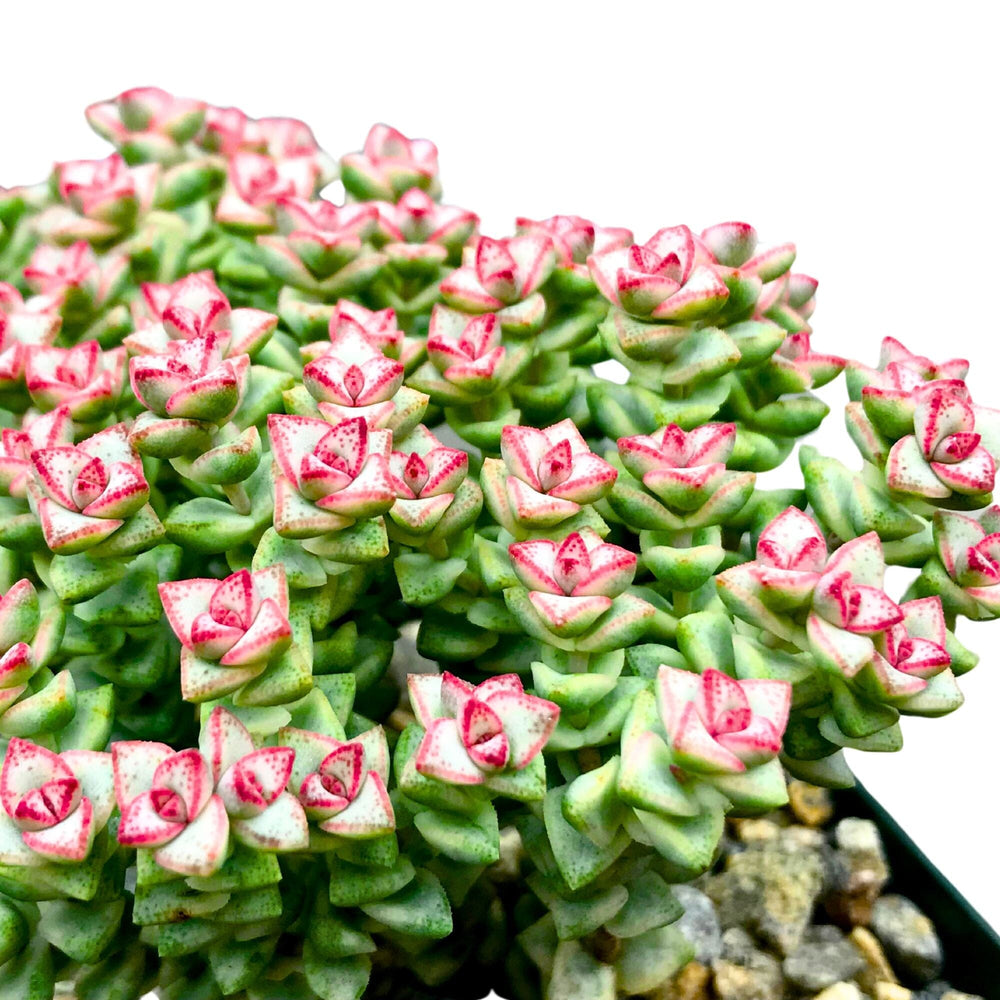 Crassula Pastel