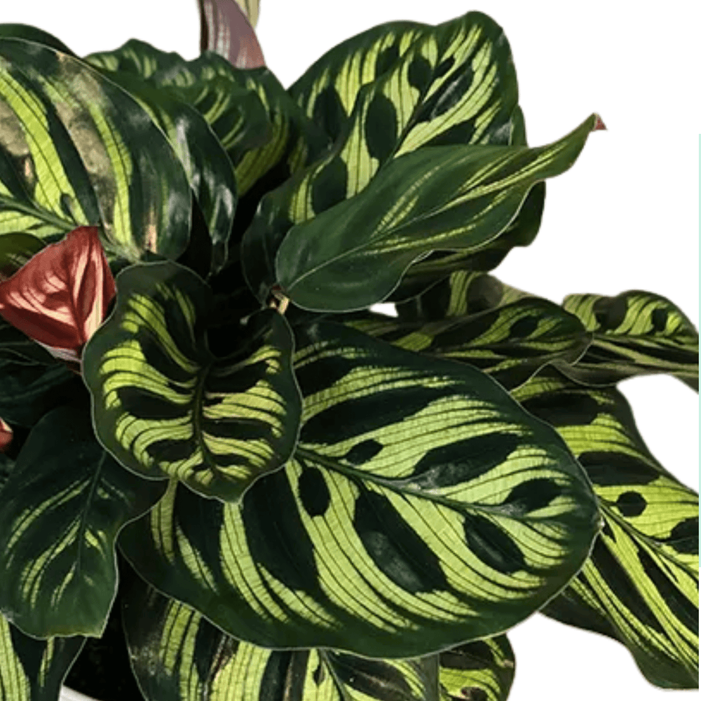 Calathea Makoyana 110 (Hydroponic Pot)