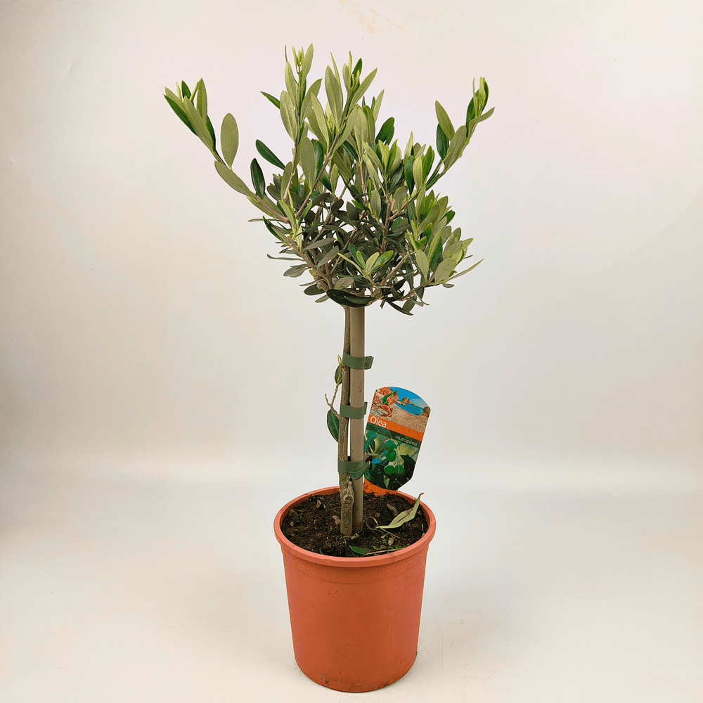 Pot Olea Europaea / Olive / Pokok Zaitun (2 ft)