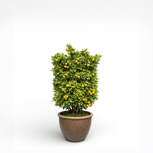 Pot Lime Tree No. 3 (3ft)