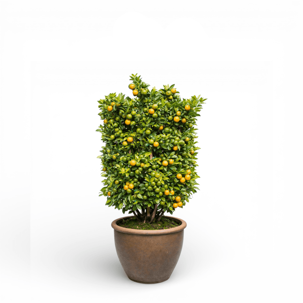 Pot Lime Tree No. 2 (4ft)