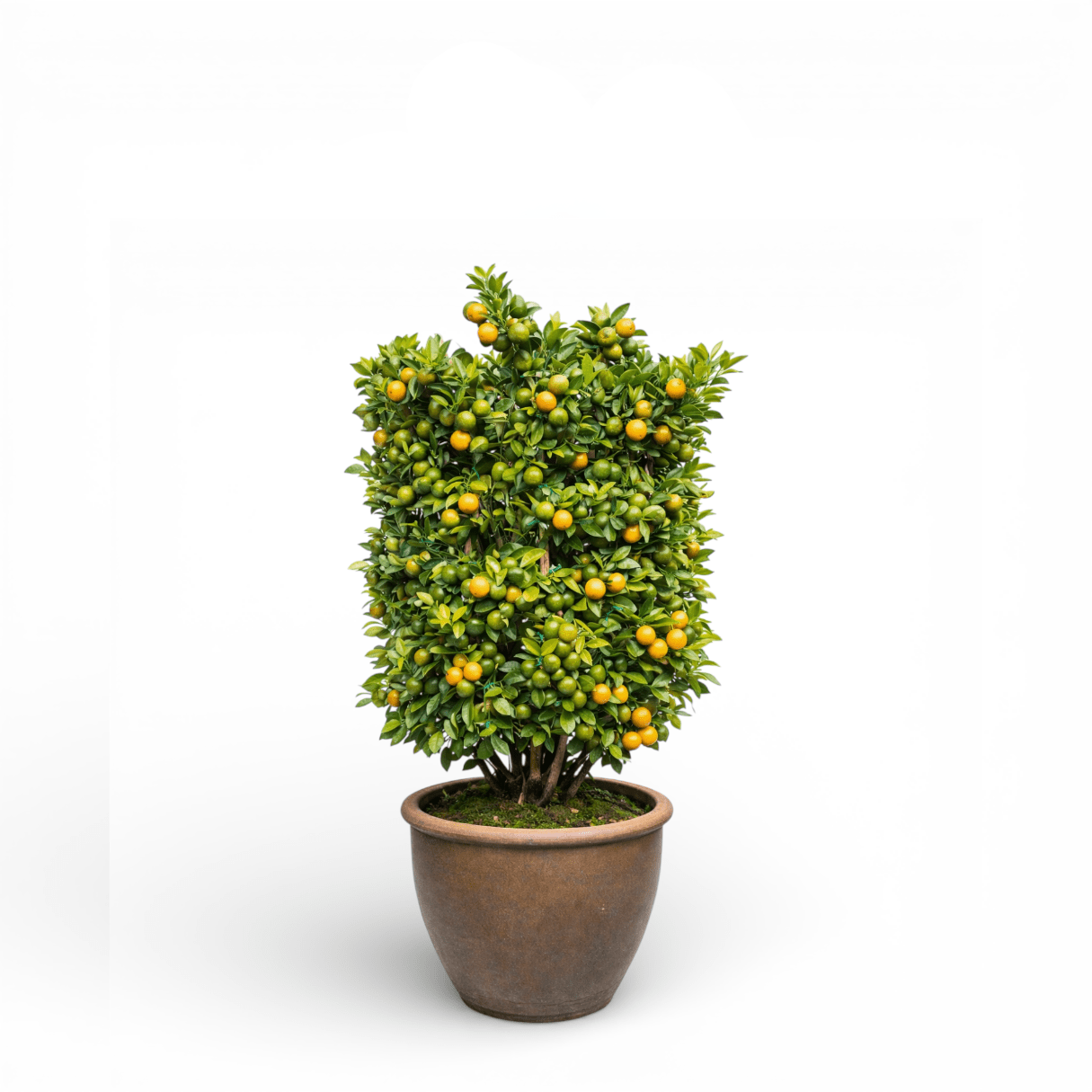 Pot Lime Tree No. 2 (4ft)