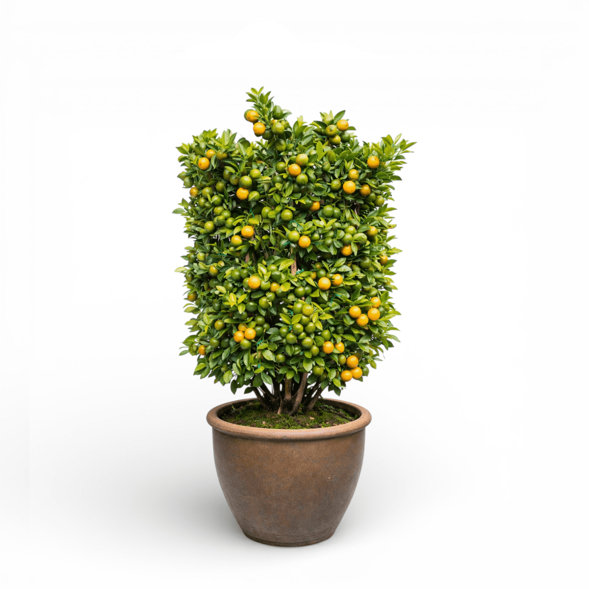 Pot Lime Tree No. 1 (5ft)