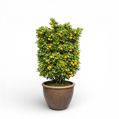 Pot Lime Tree No. 1 (5ft)