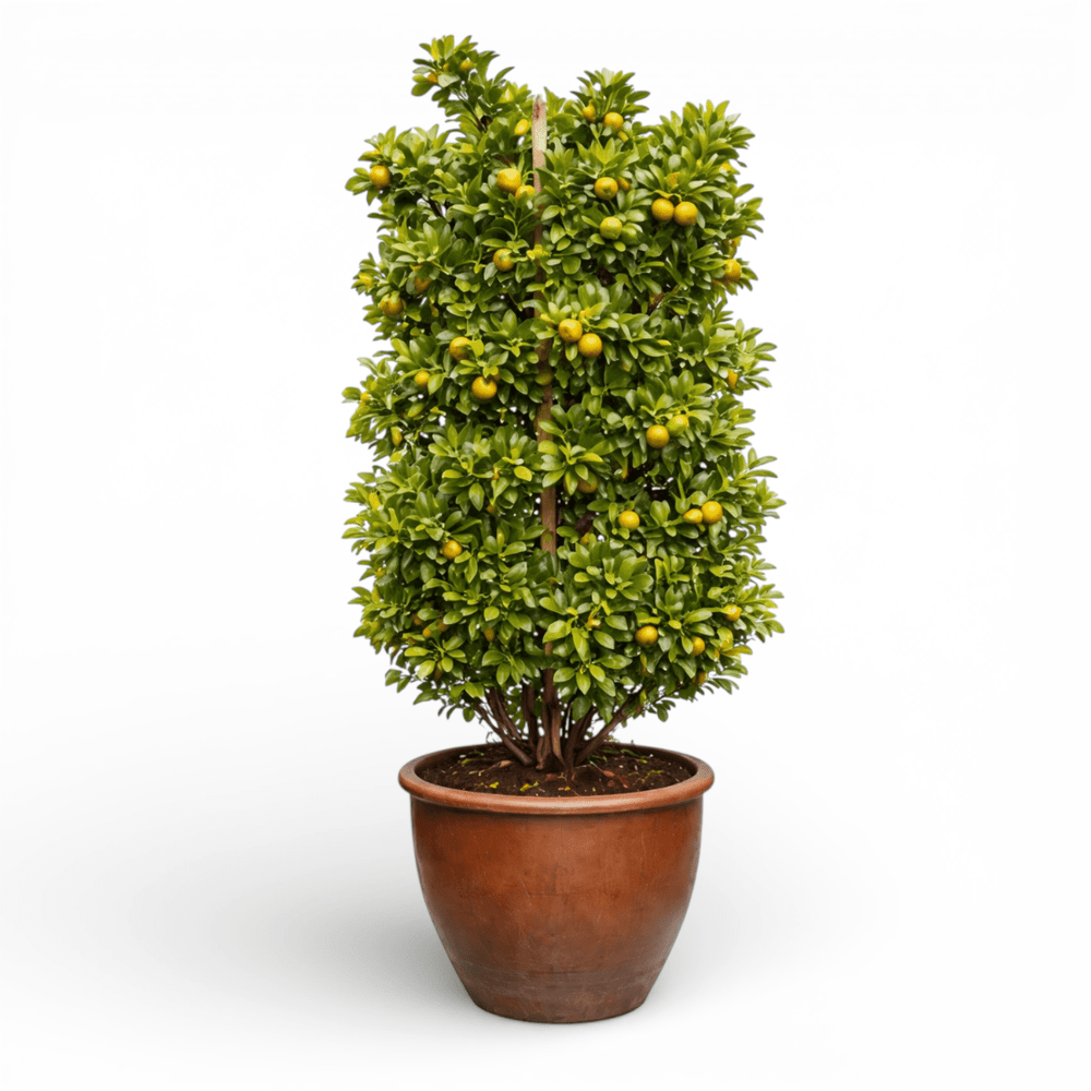 Pot Lime Tree (6ft)