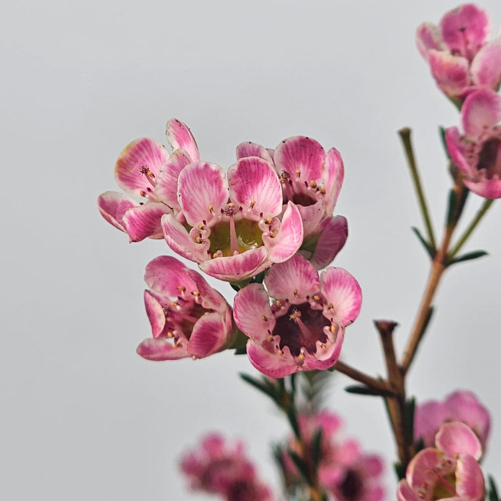 Wax Flower - Pink