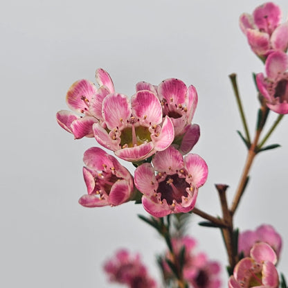 Fresh Cut Flowers at Floristika
