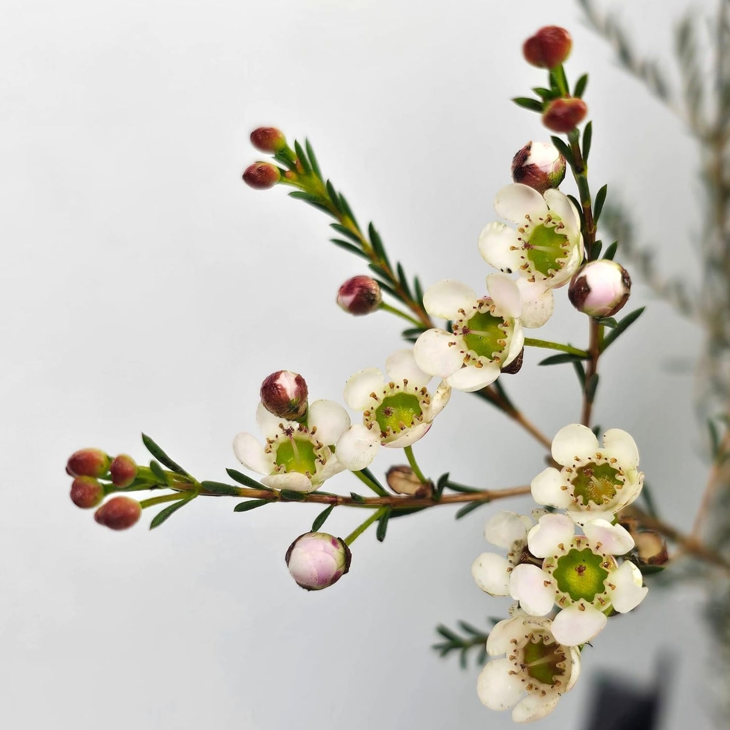 Fresh Cut Flowers at Floristika