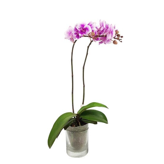 Phalaenopsis Mini Double Stem - 2 Tone Purple