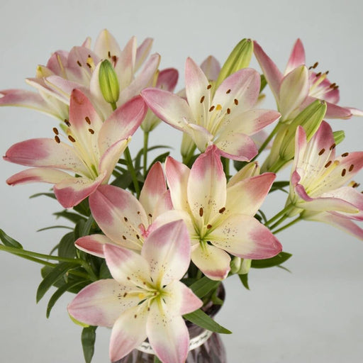 Preorder Fresh Cut Flowers